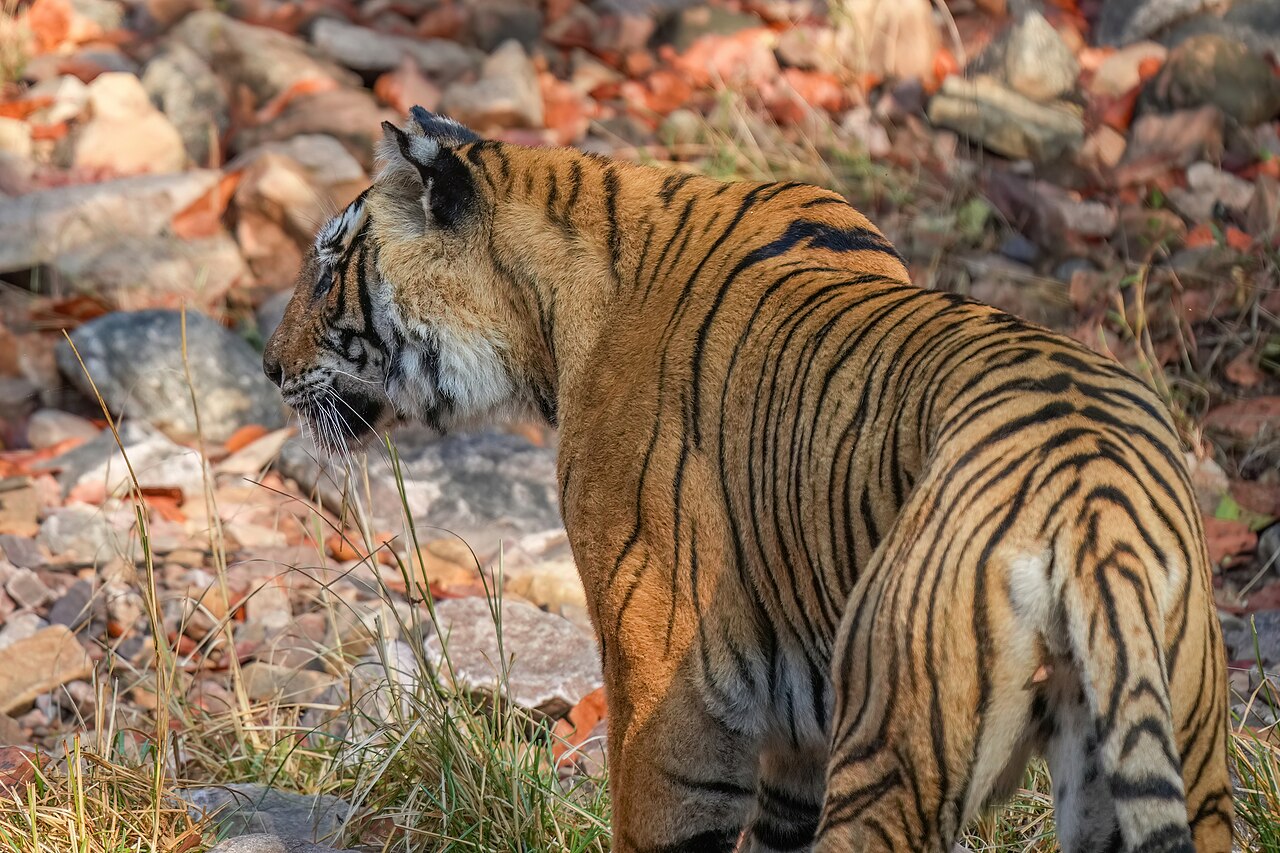 Bengal tiger