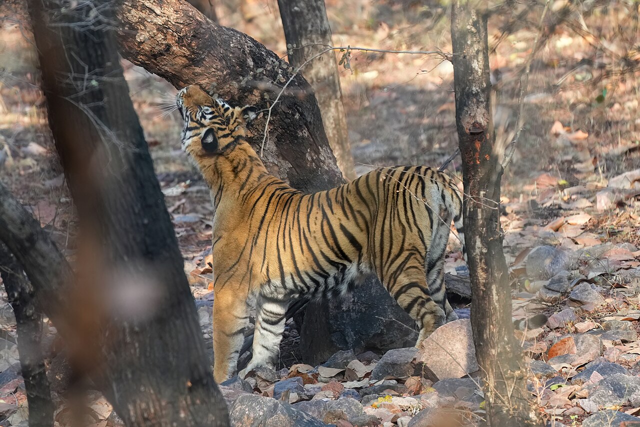 Bengal tiger