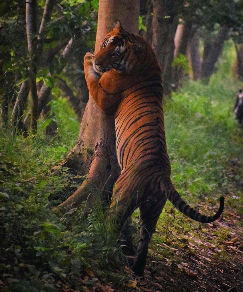 Bengal tiger