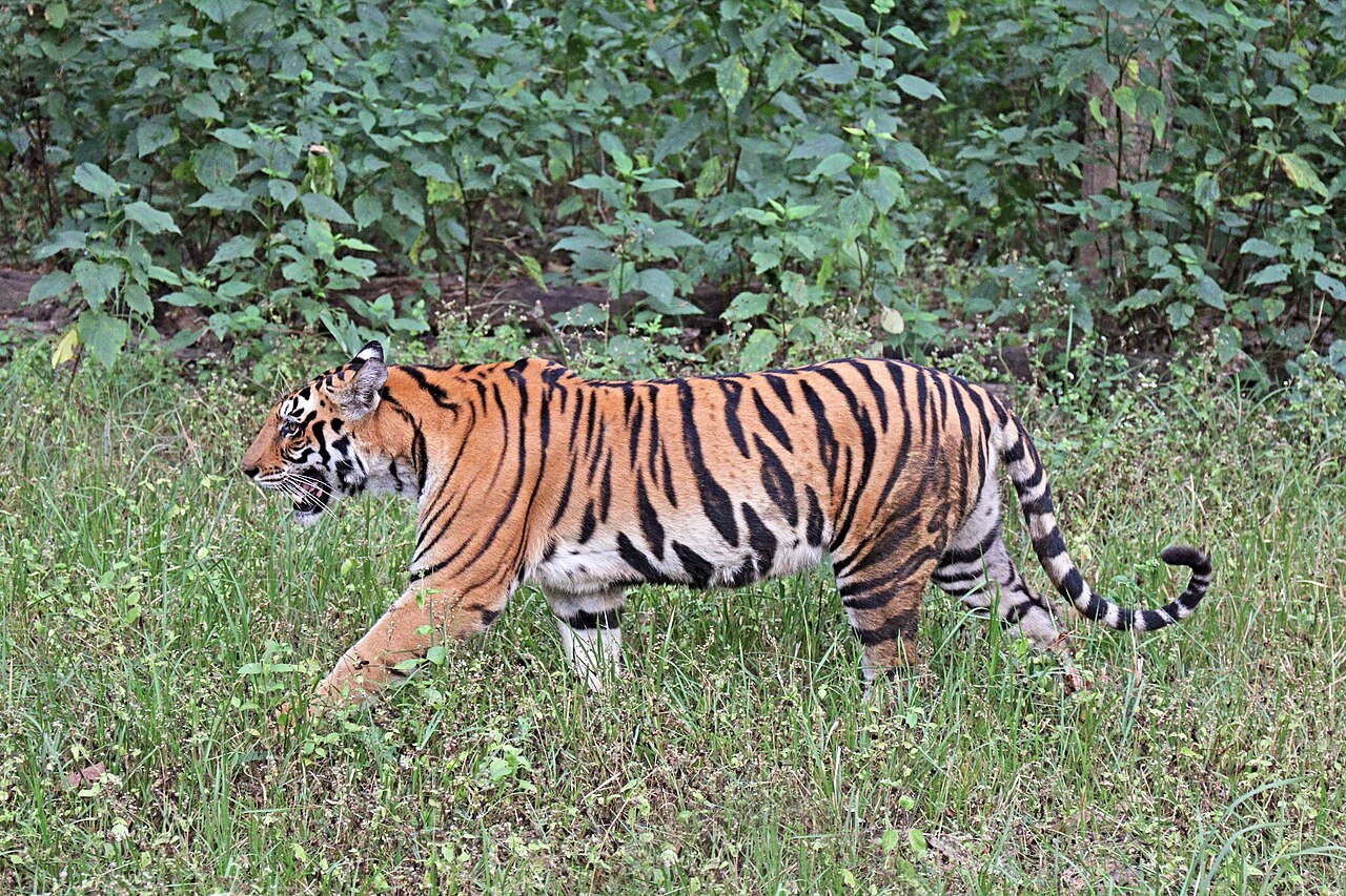 Bengal tiger