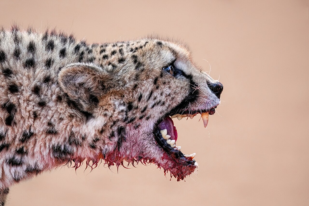 Cheetah