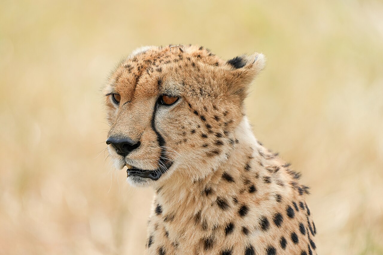 Cheetah