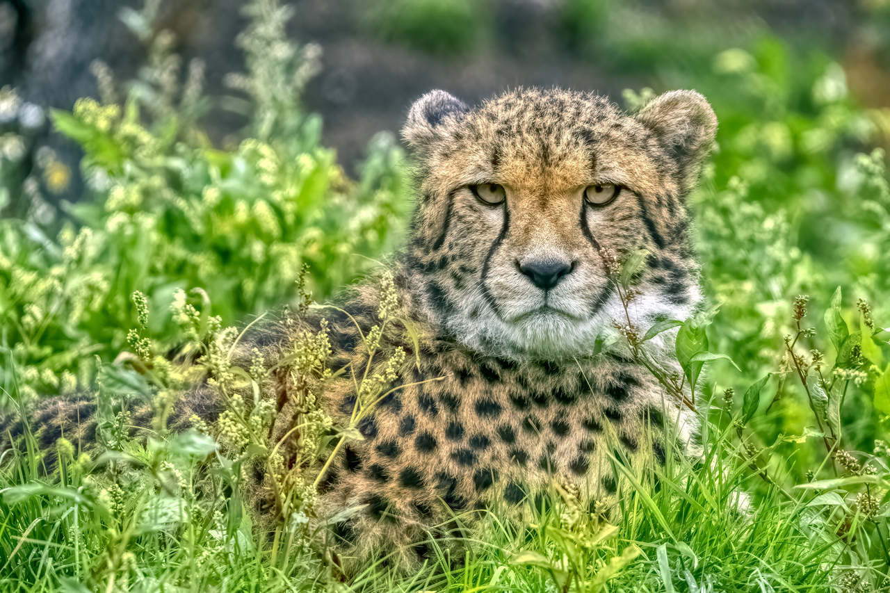 Cheetah