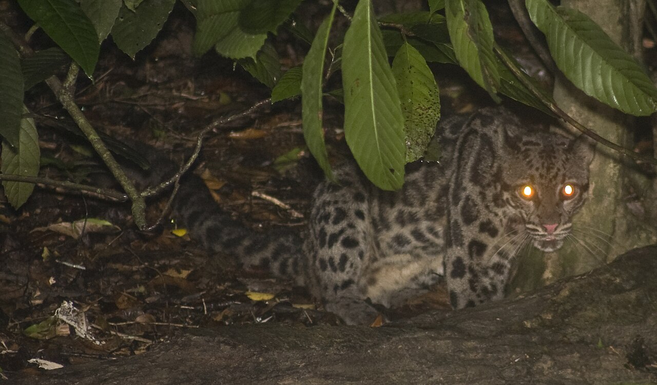 Clouded leopard