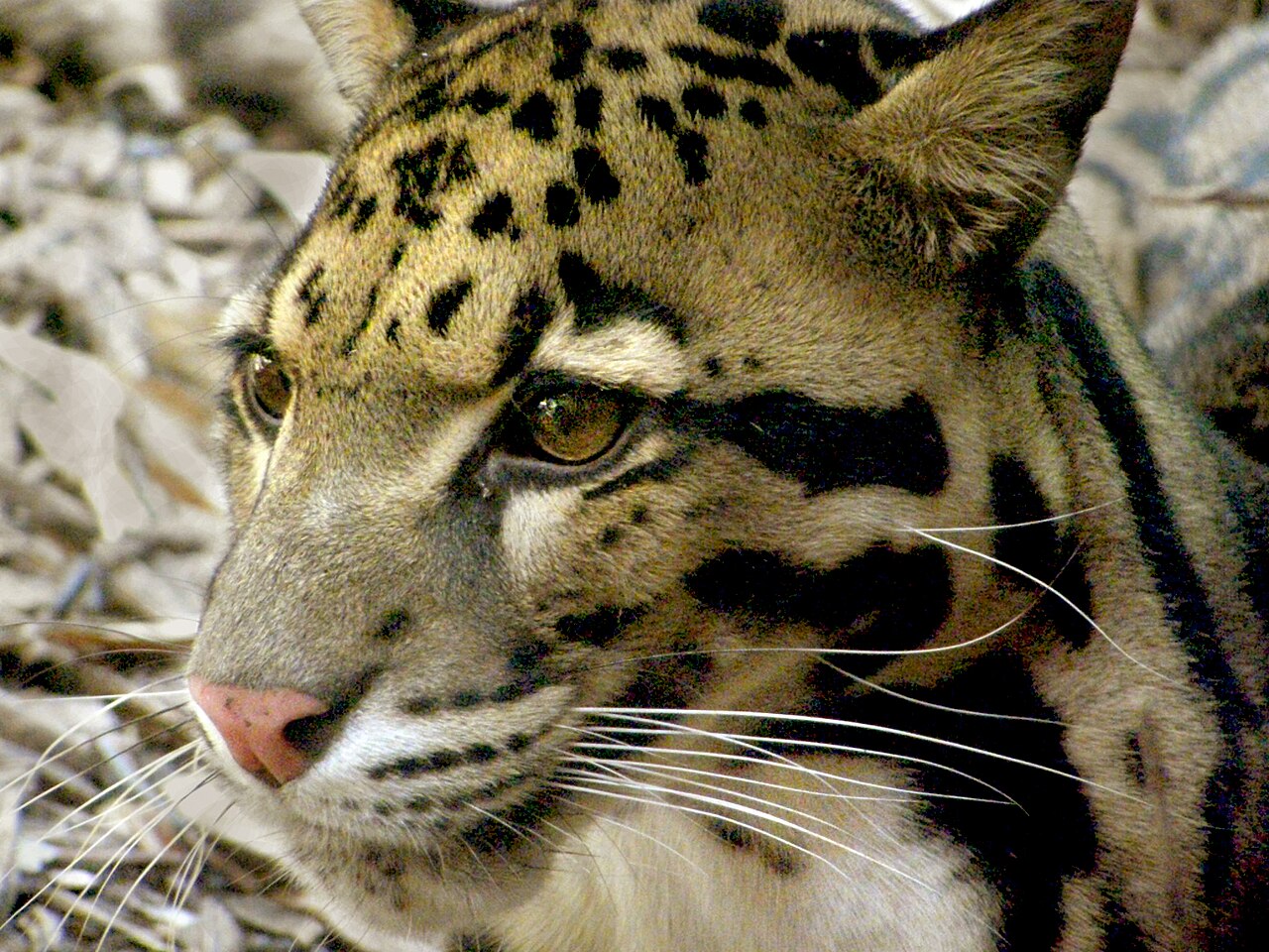 Clouded leopard