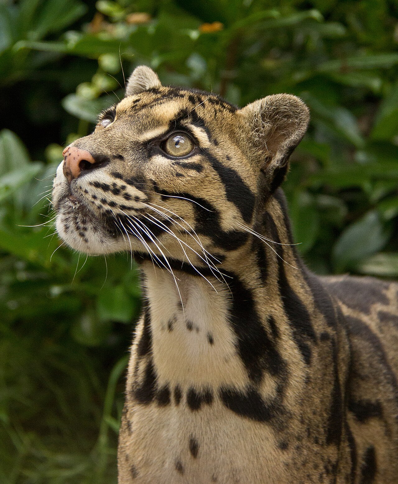Clouded leopard