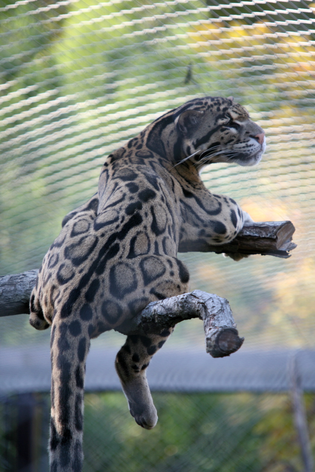 Clouded leopard
