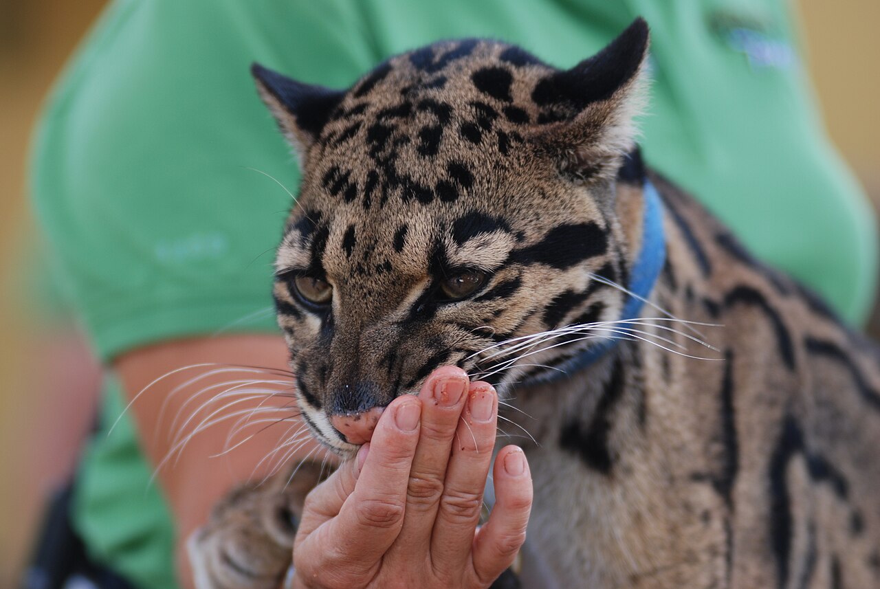 Clouded leopard