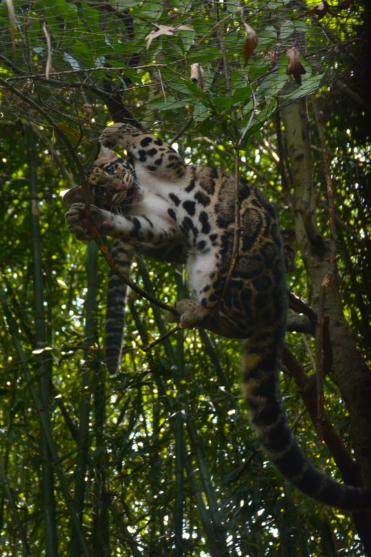 Clouded leopard
