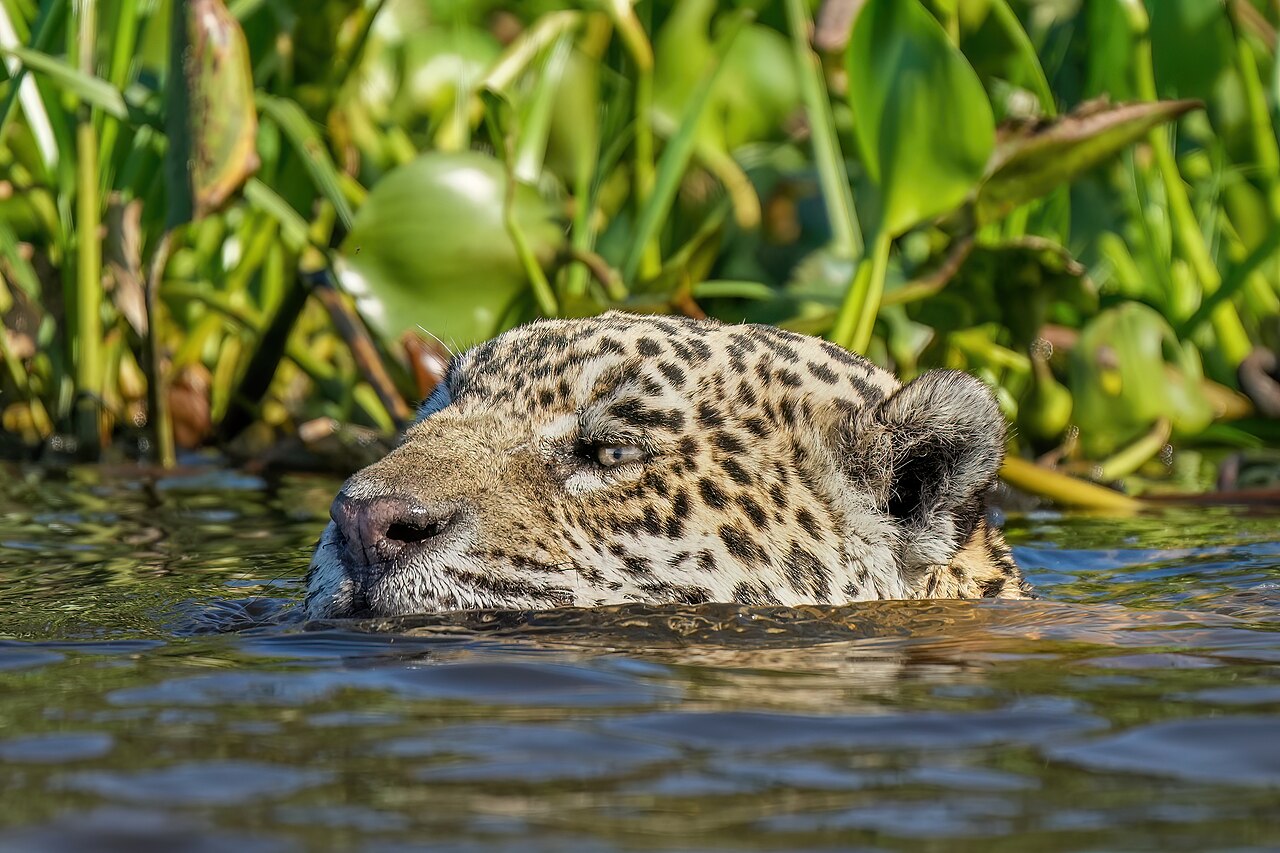 Jaguar