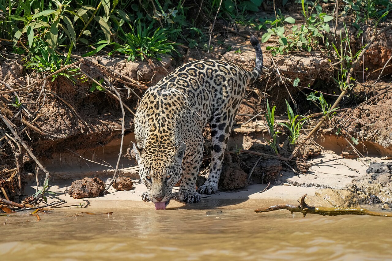 Jaguar