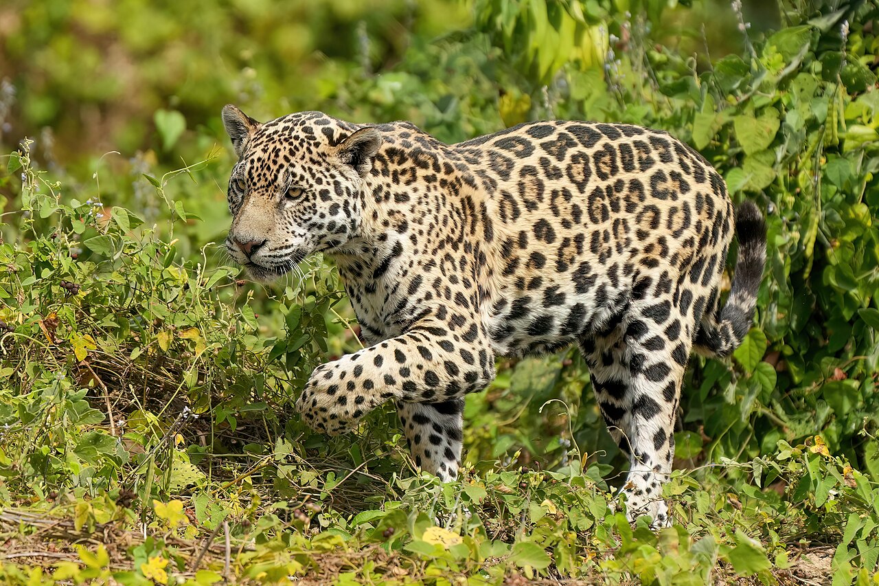Jaguar