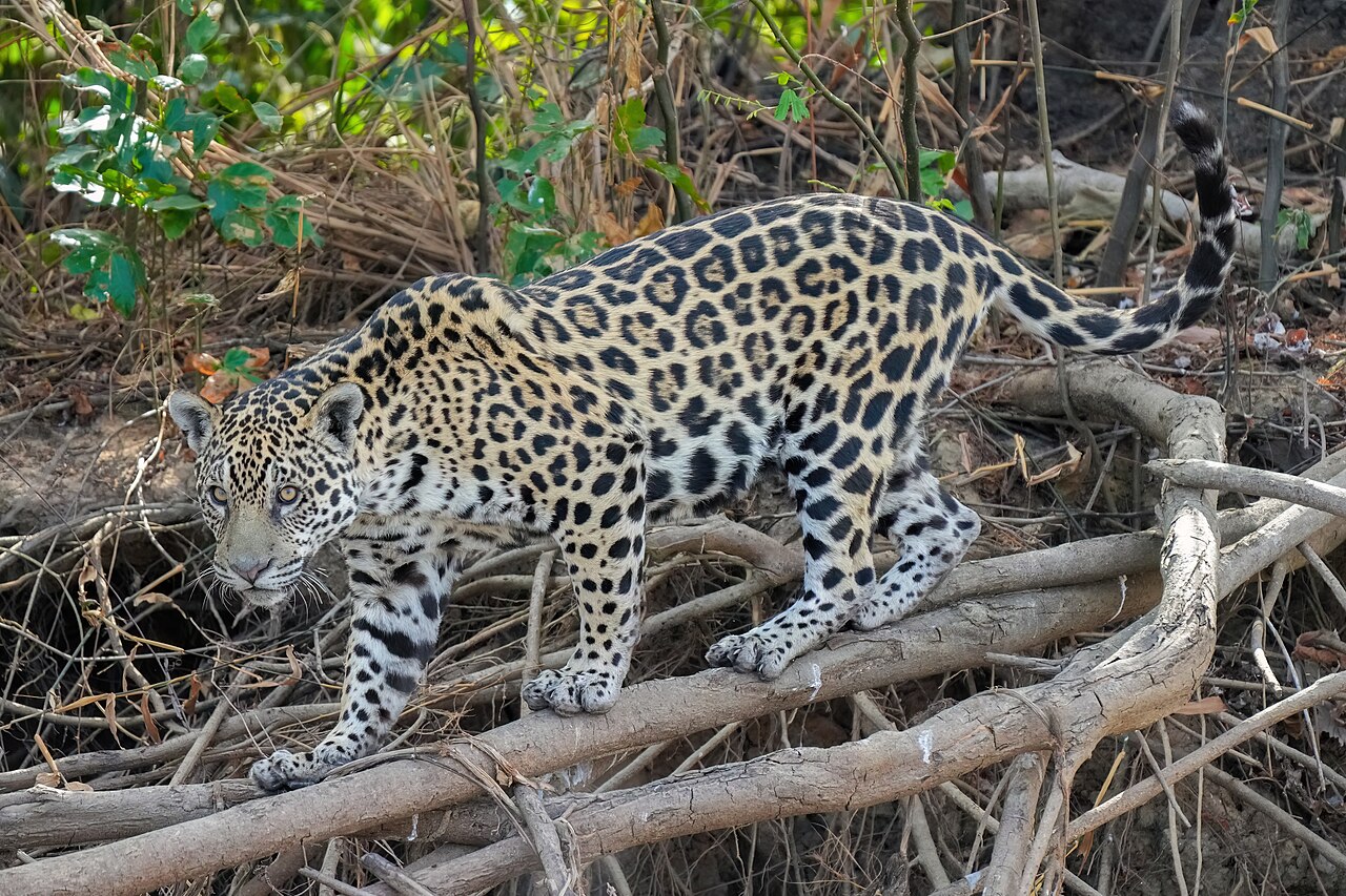 Jaguar