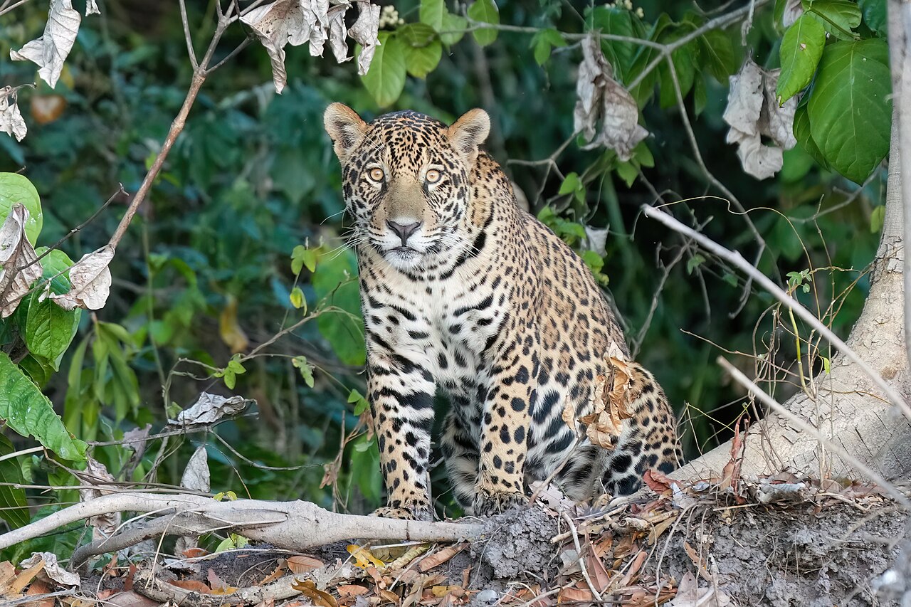 Jaguar