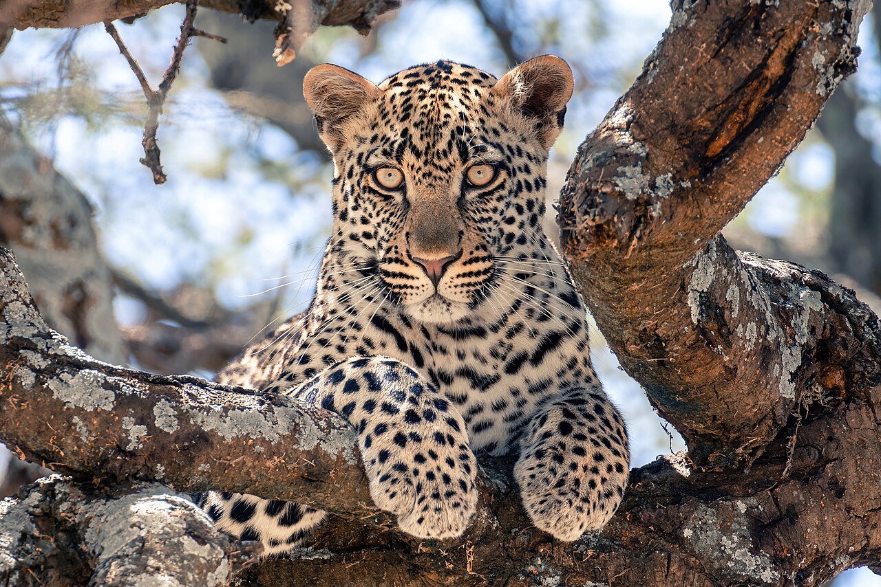 Leopard