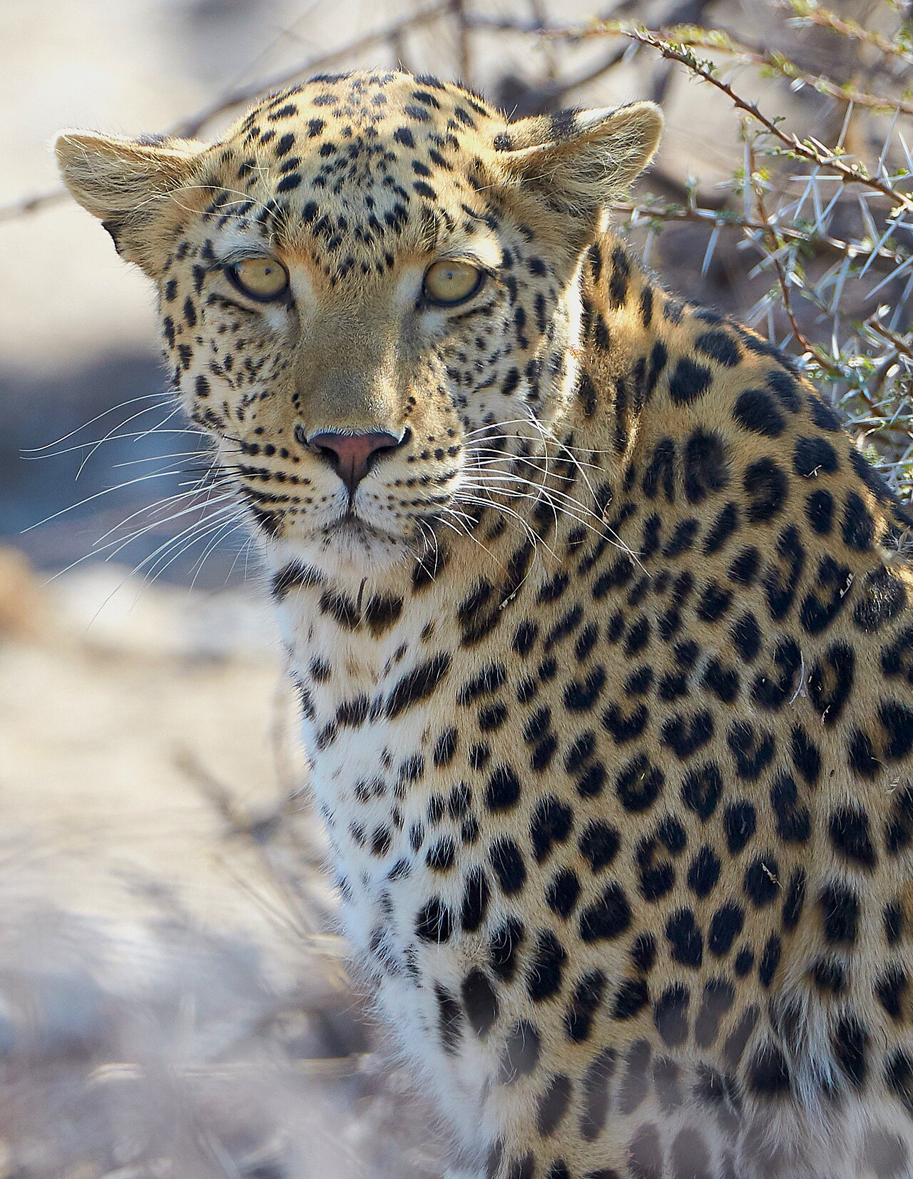 Leopard