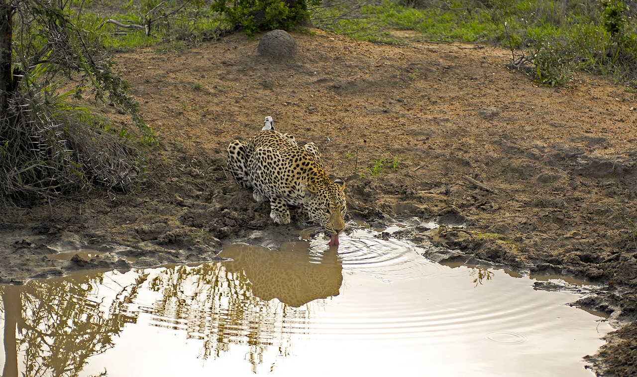Leopard