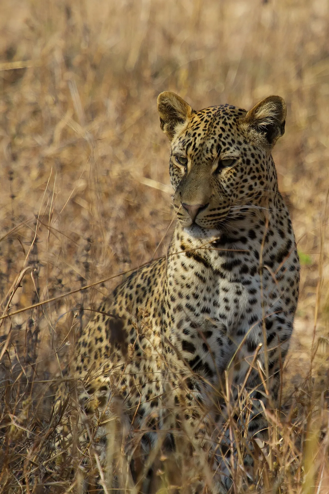 Leopard