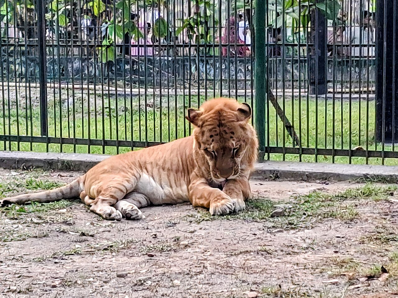 Liger