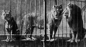 Liger