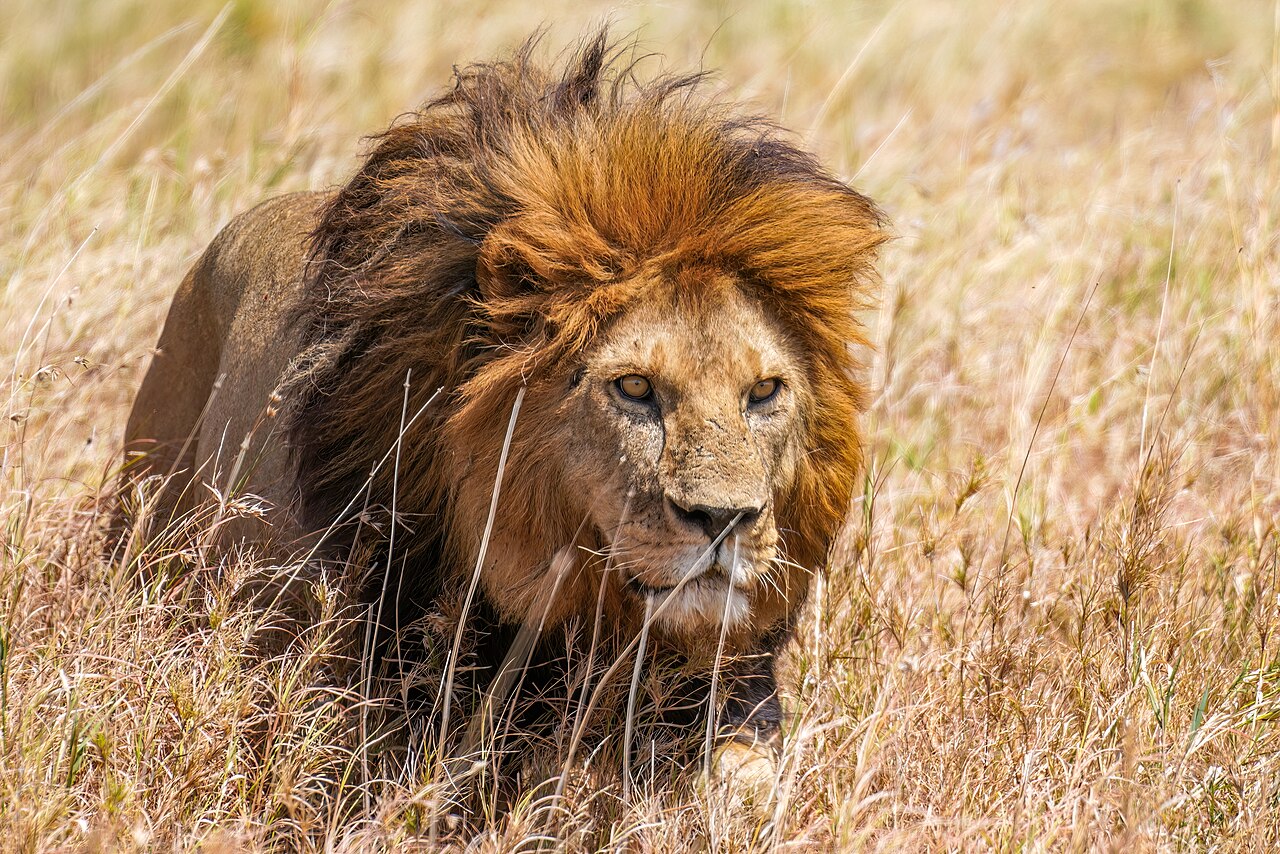 Lion
