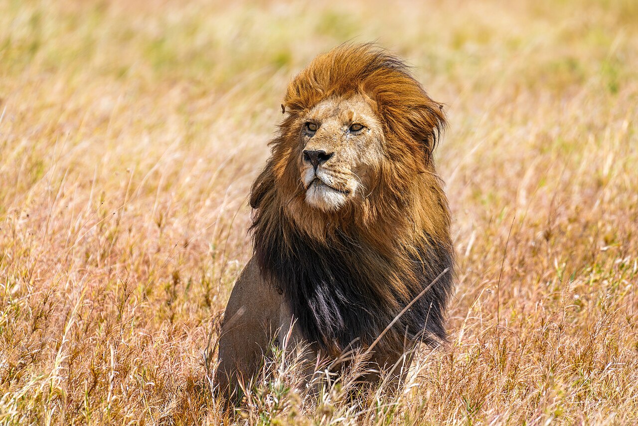 Lion