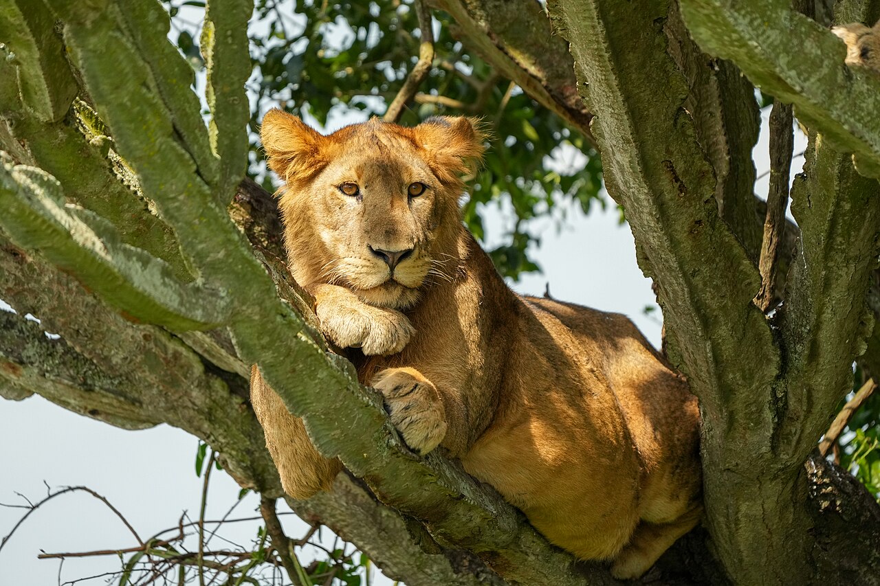 Lion