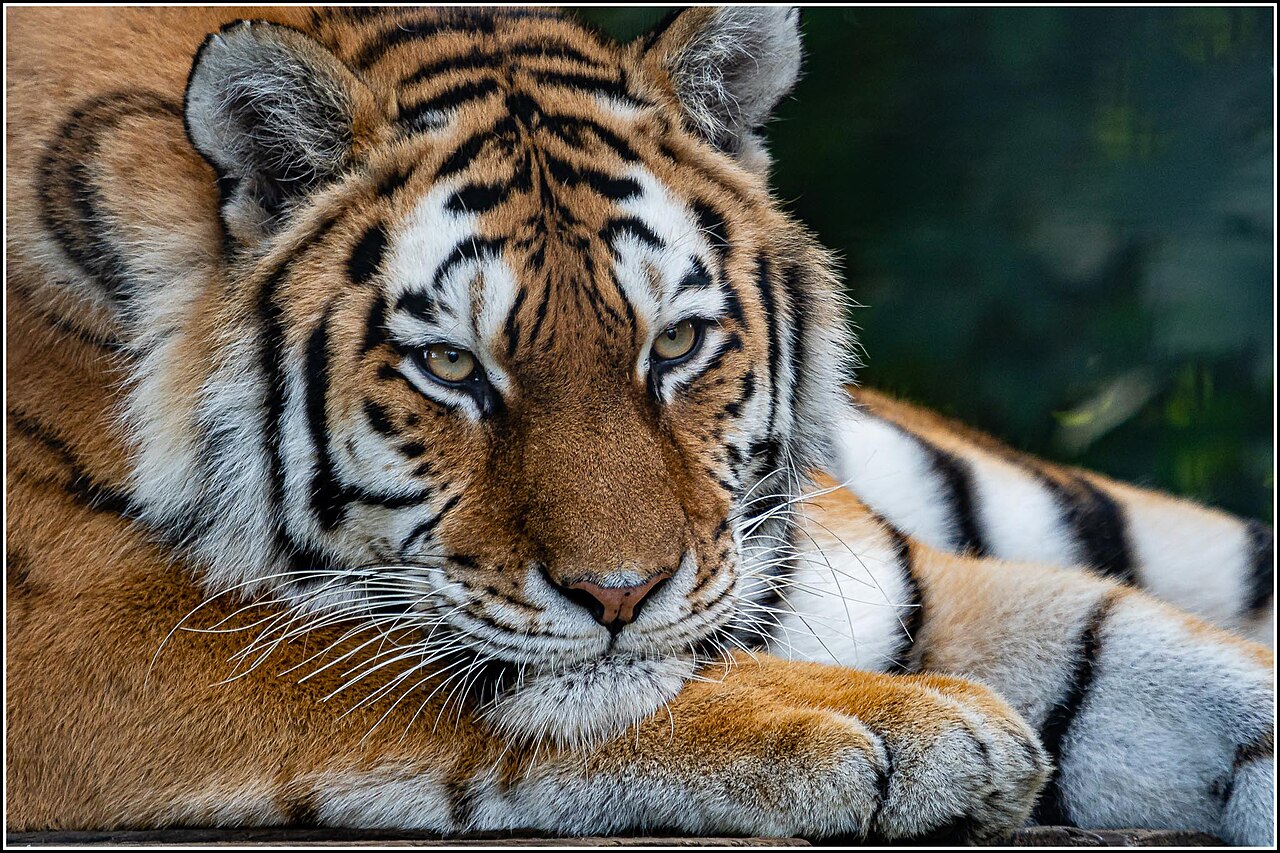 Siberian tiger