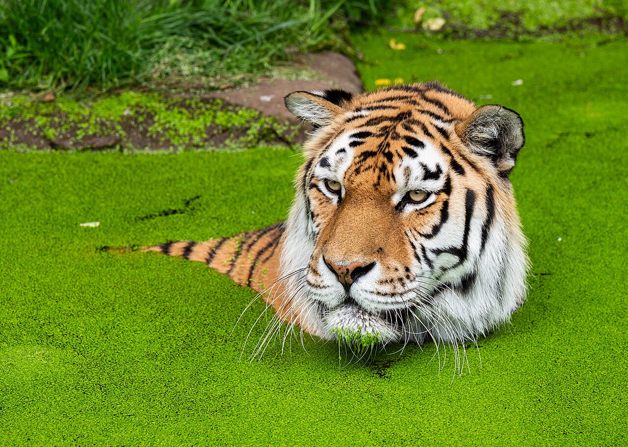 Siberian tiger