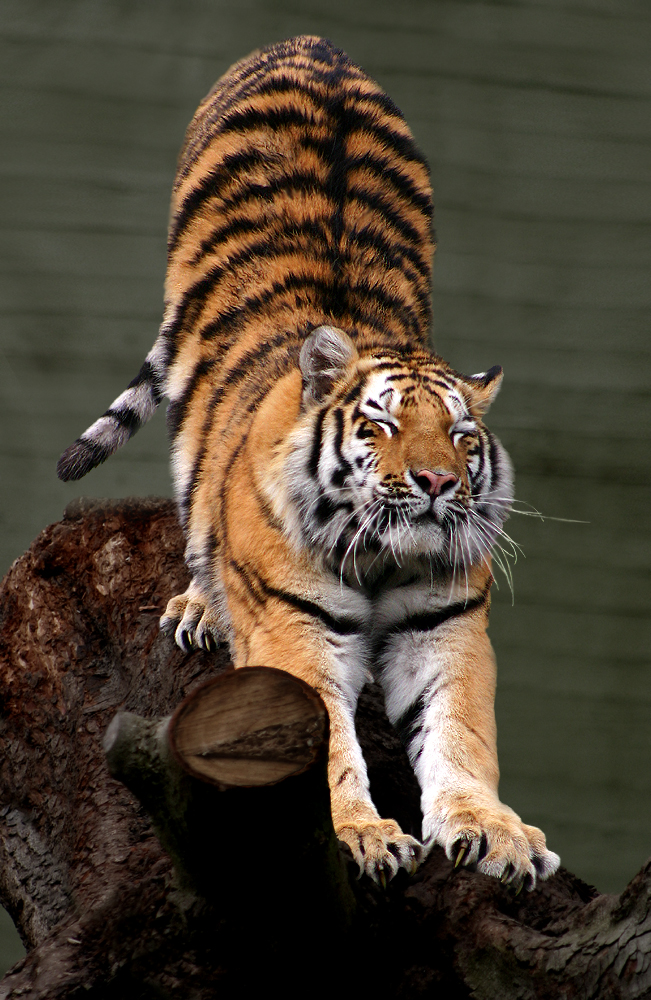 Siberian tiger