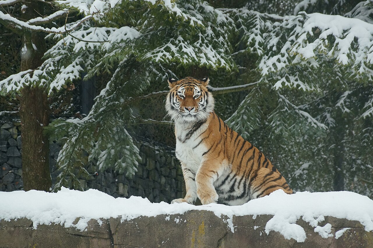 Siberian tiger