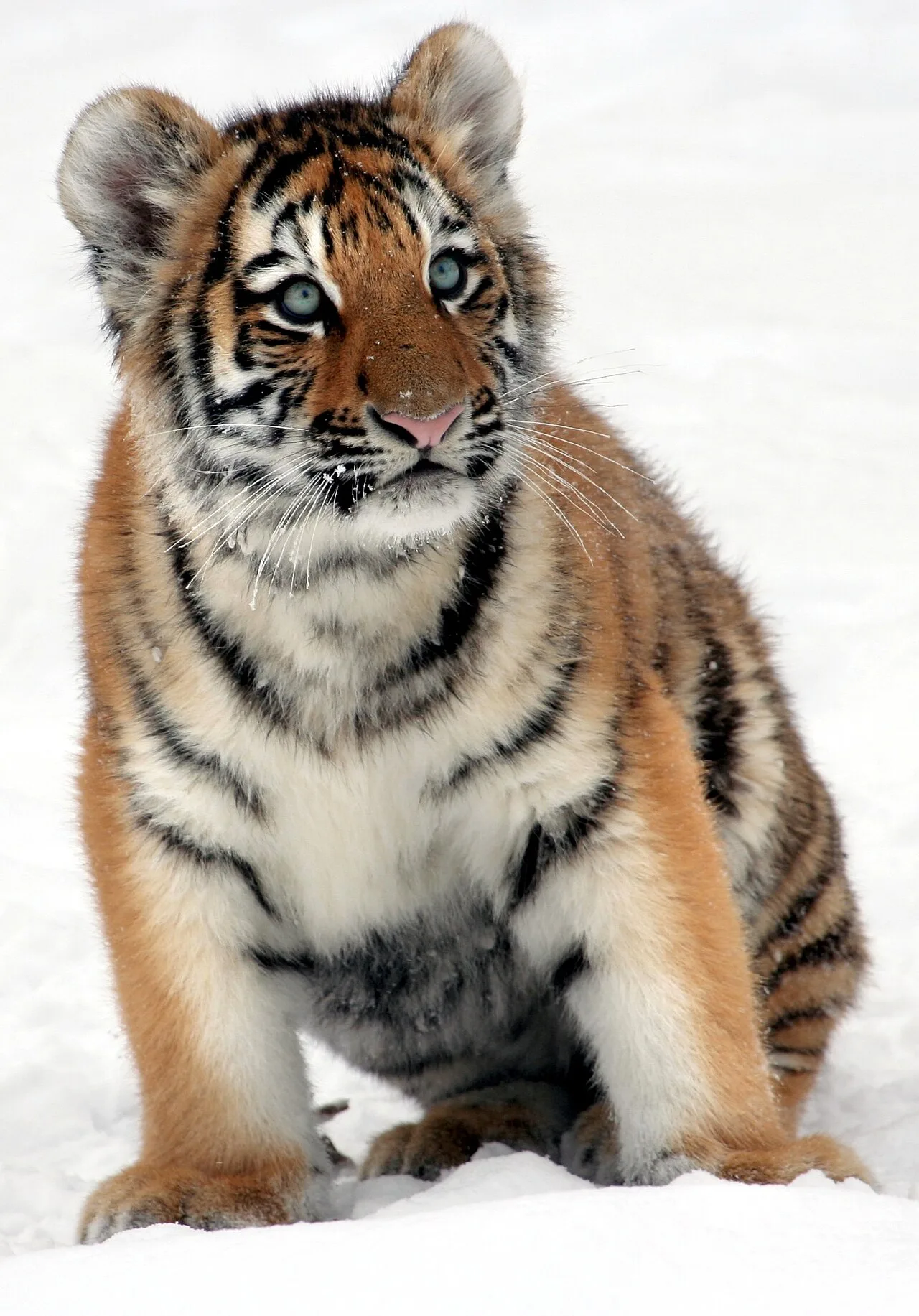 Siberian tiger