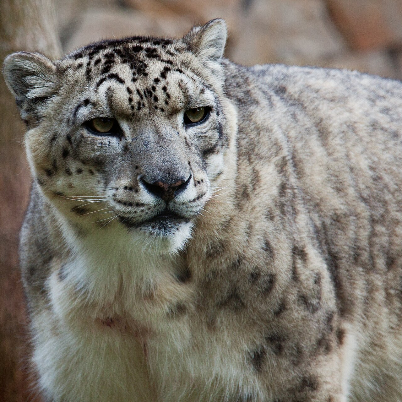 Snow leopard