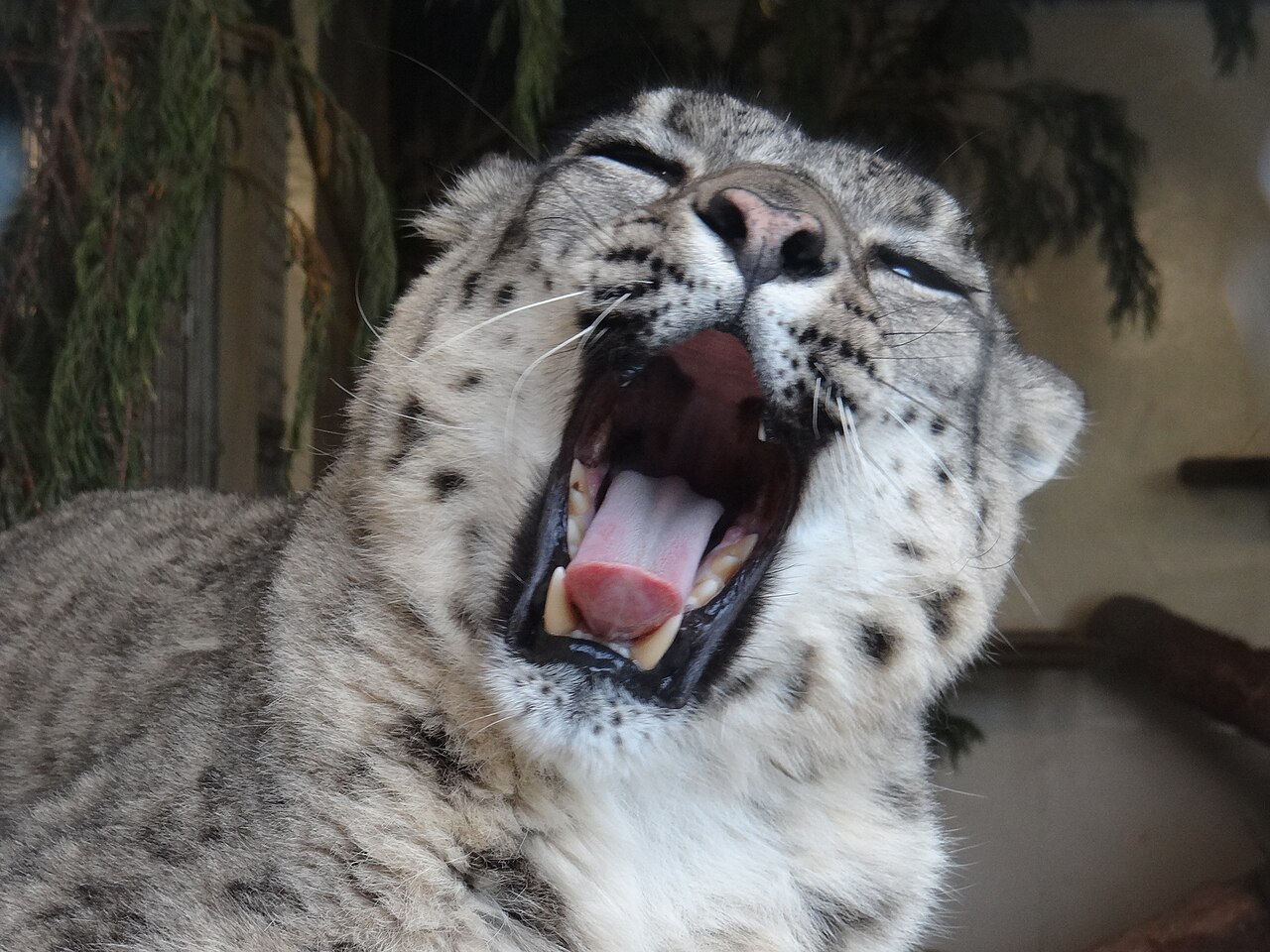 Snow leopard