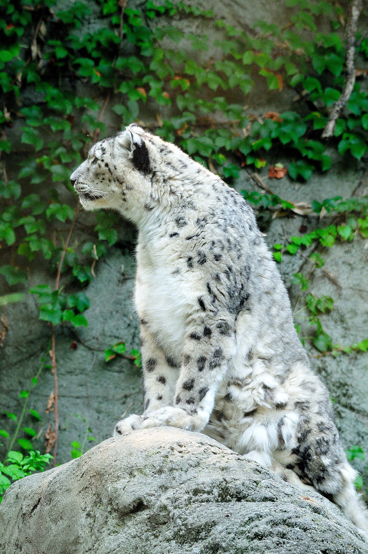 Snow leopard