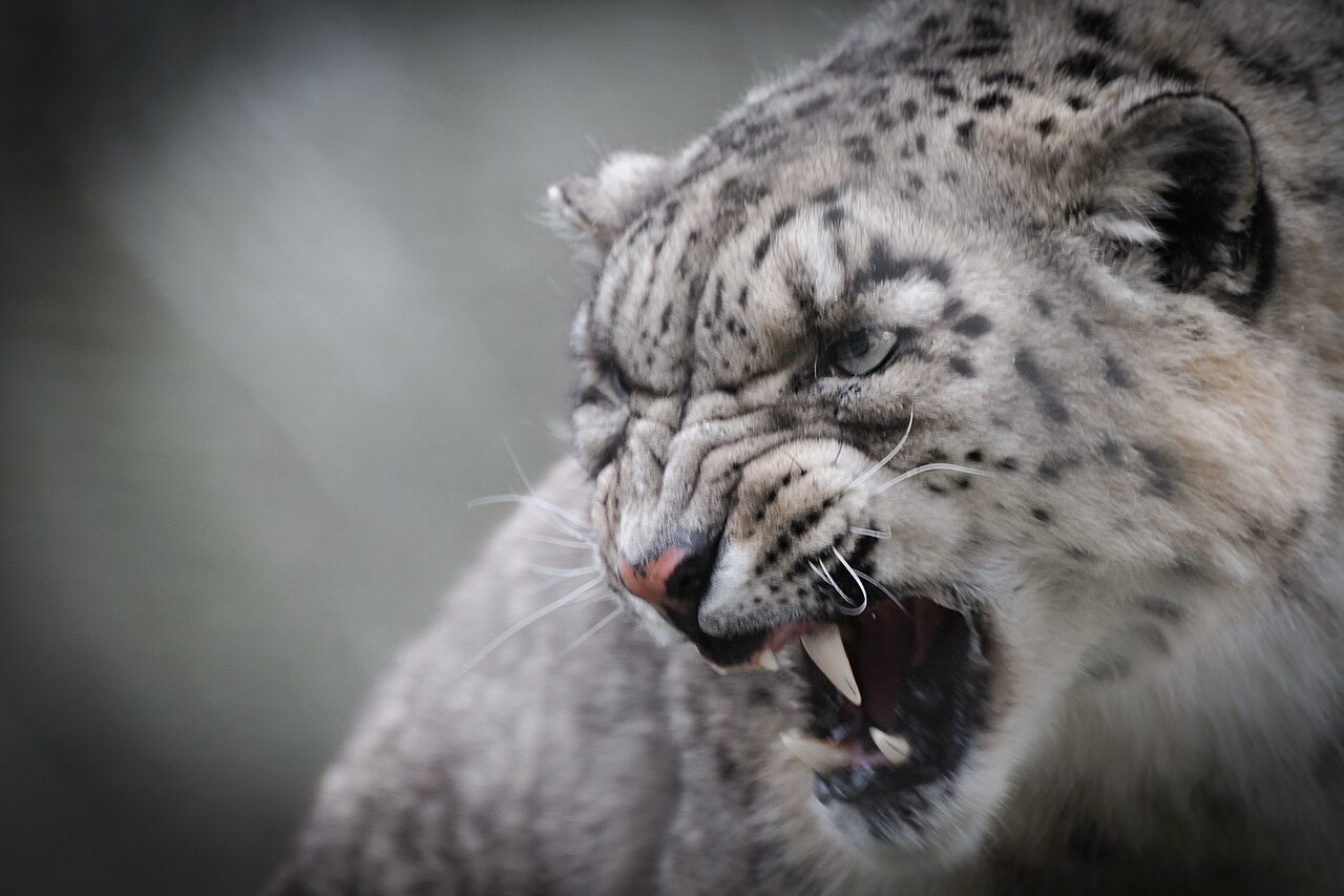 Snow leopard