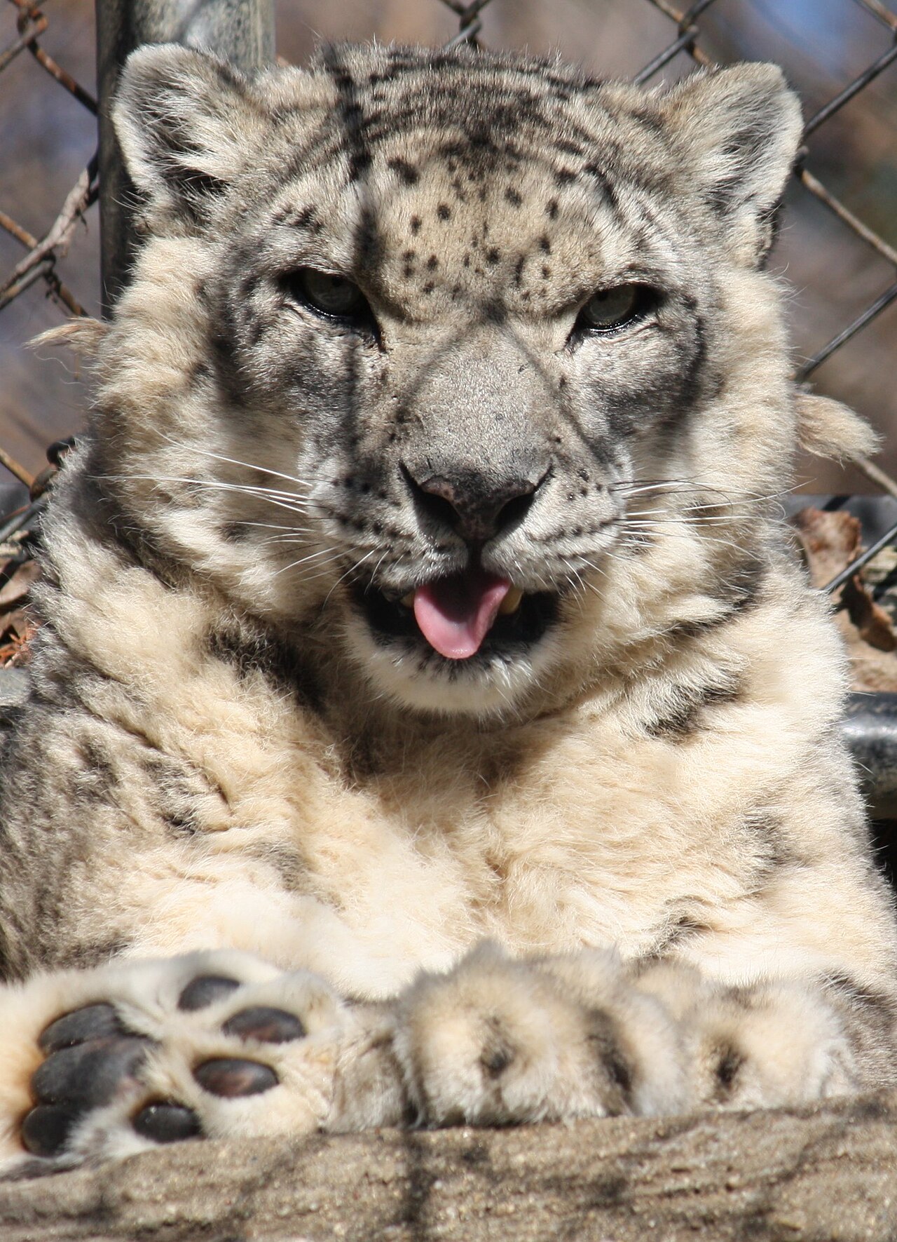 Snow leopard