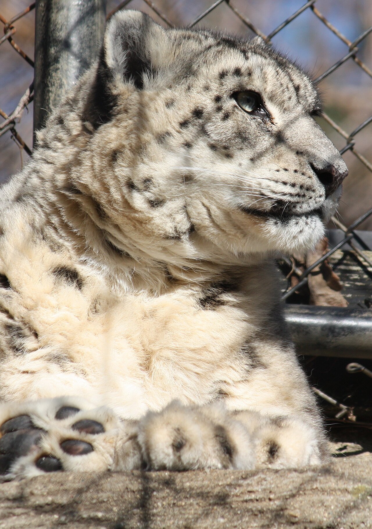 Snow leopard