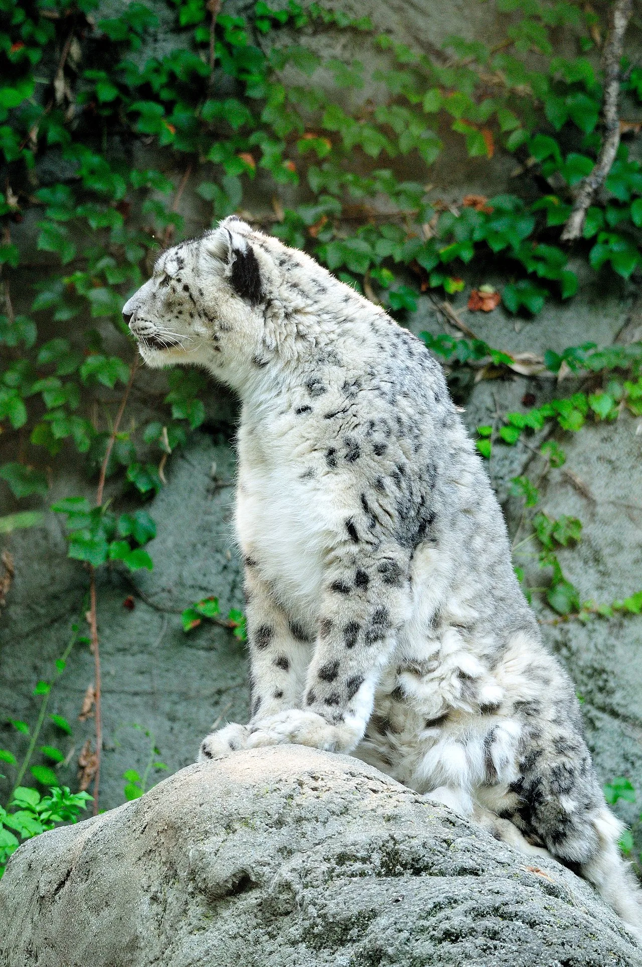 Snow leopard